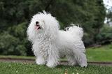 BICHON BOLONAIS 045